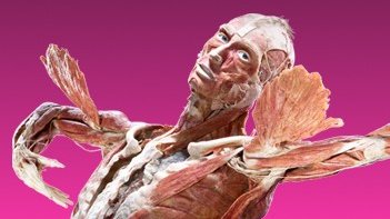 Viena · Body Worlds — imaginea 1